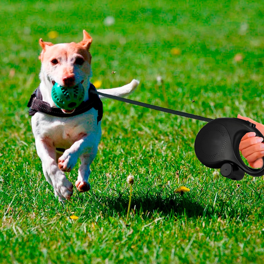 Laisse Chien, Enrouleur, Extensible, Rétractable, 5 et 8 Mètres