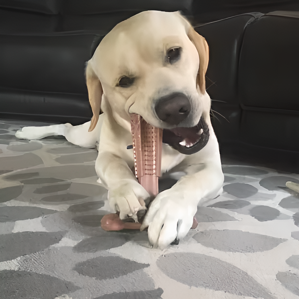 Jouet à mâcher durable pour chiens